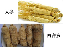 What is the difference between Ginseng and Panax quinquefoli